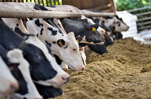 Act Now to Build Herd Resilience to Heat Stress