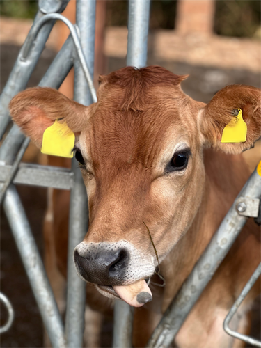 Act now to protect Jerseys from increasing mycotoxin risk