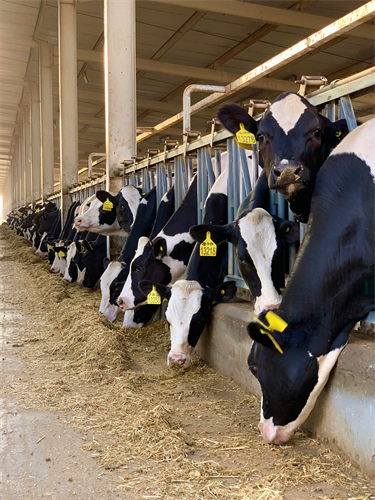 How Stress Changes Nutrient Priorities in Dairy Cows