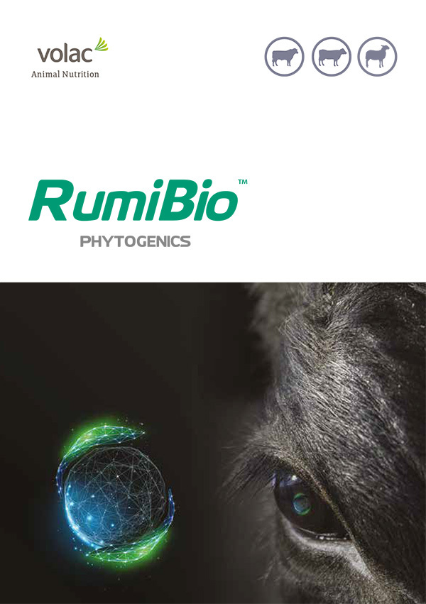 RumiBio brochure cover