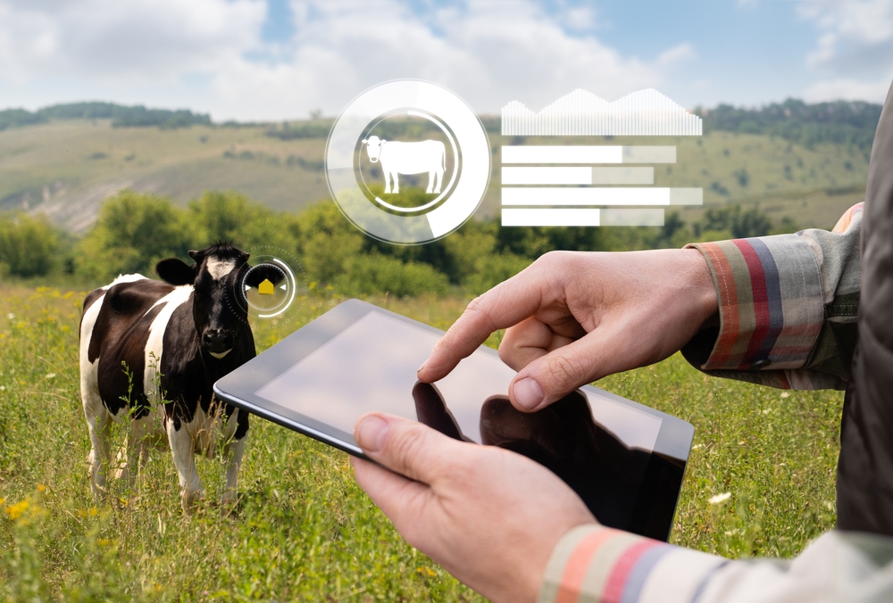 Image of farmer in field with a cow and ipad