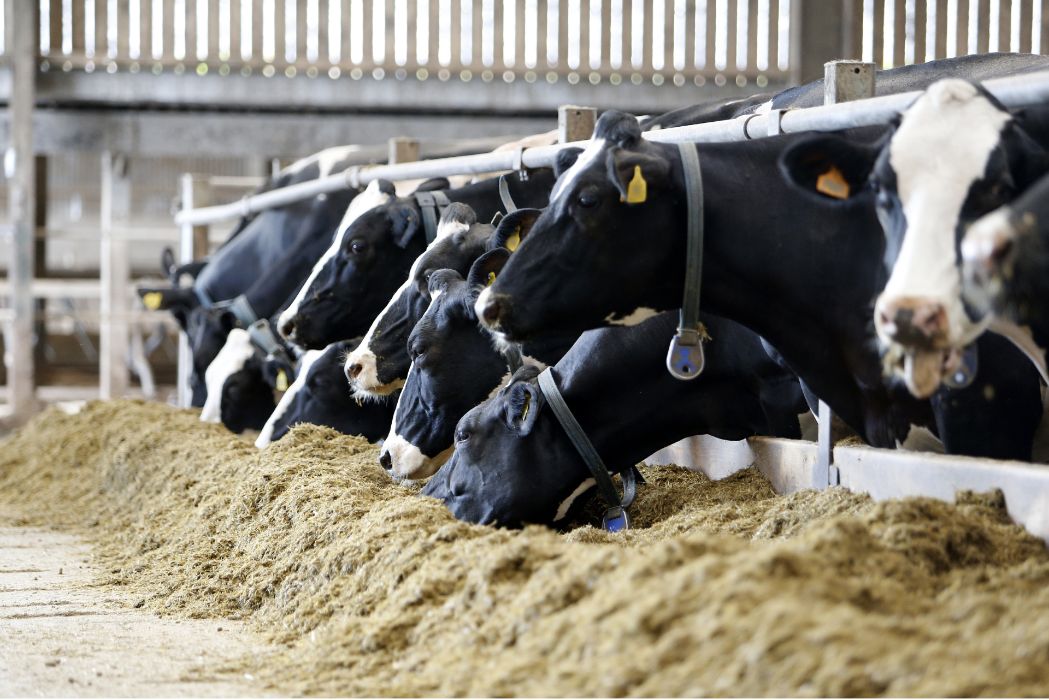 Image of cows feeding