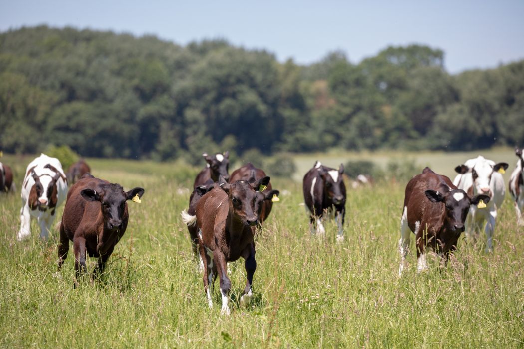 Image of calves running