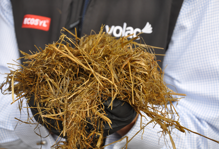 Handful of grass silage